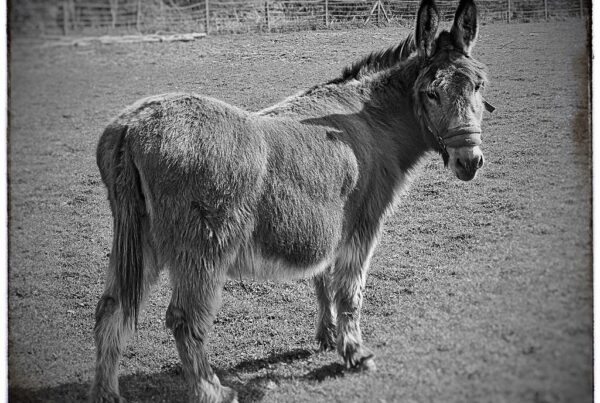 A lonely donkey standing in a field