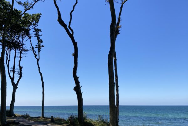 A view from clifftop woods looking out over the Baltic Sea.