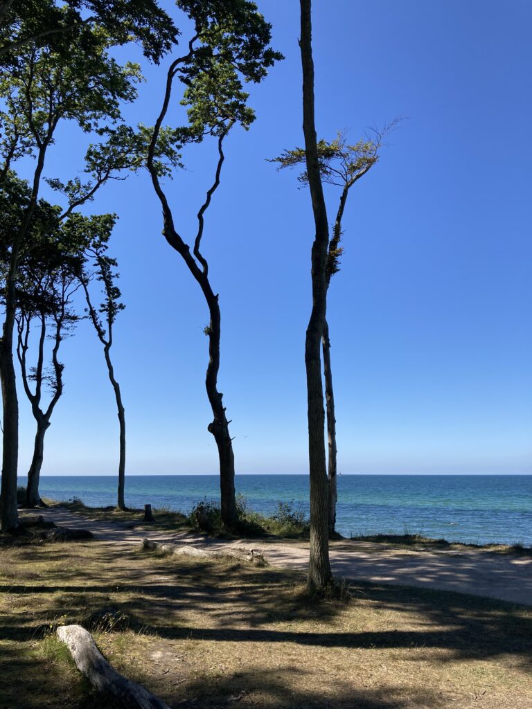 A view from clifftop woods looking out over the Baltic Sea.
