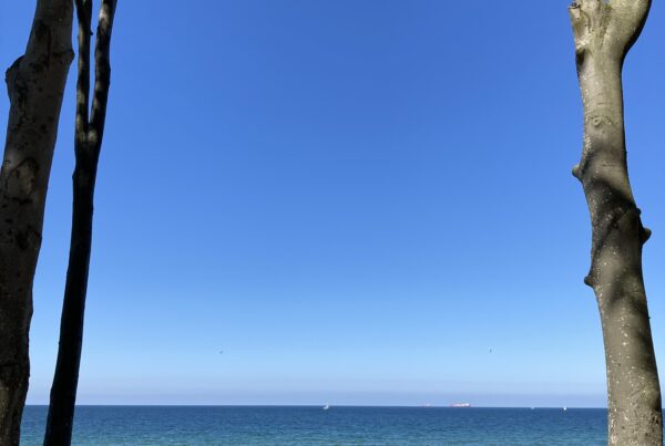 Picture of two clifftop trees framing a view of the Baltic sea beyond, blue waters beneath a blue sky.