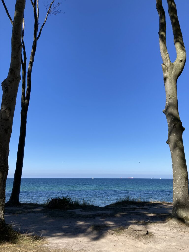 Picture of two clifftop trees framing a view of the Baltic sea beyond, blue waters beneath a blue sky.