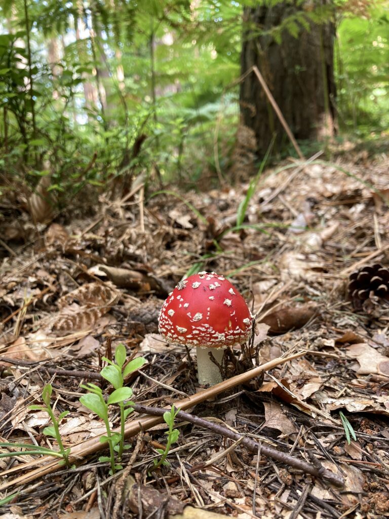 The red cap of a fly agaric mushroom growing from the moorland understory