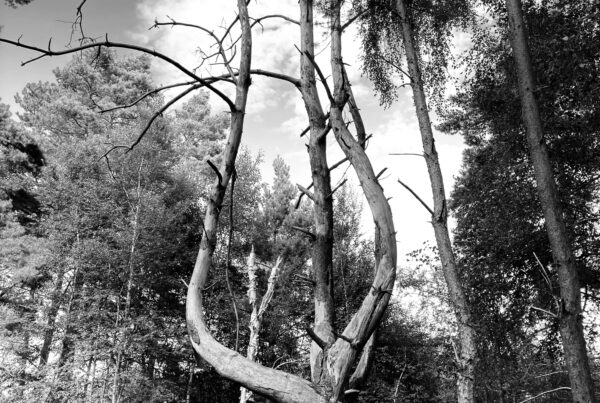 A black and white image of a dead tree in a moor shaped like a catchpole