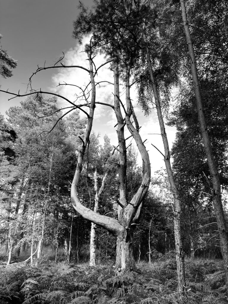 A black and white image of a dead tree in a moor shaped like a catchpole