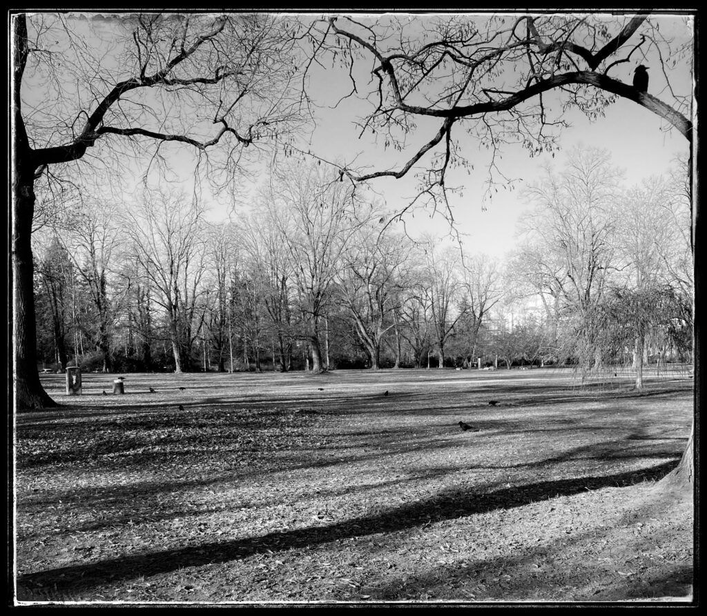 Black and white photo of open parkland with scattered trees. Crows are forraging for food. In the foreground, left and right, are the limbs of two trees which are out of shot. On a branch of the rightmost sits a crow.