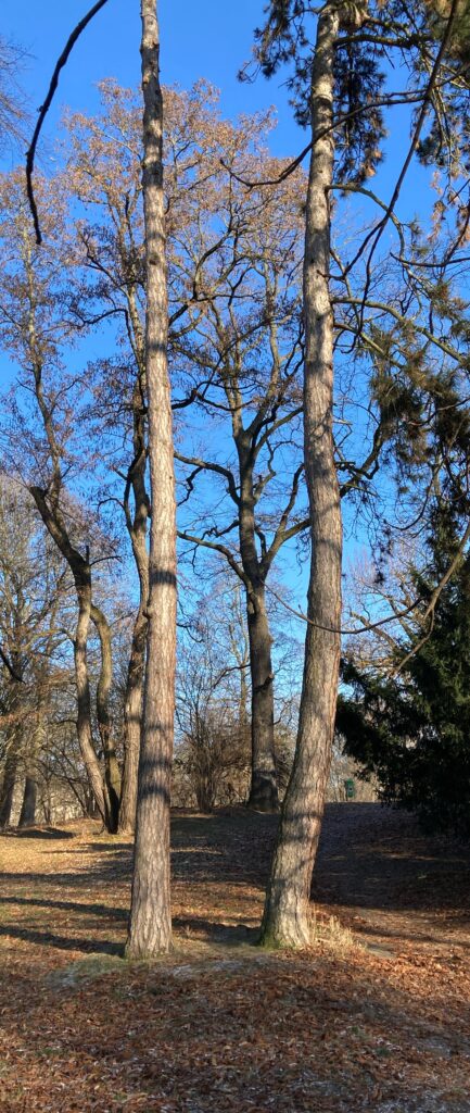 Photo of two trees growing close together. They've brown, fallen leaves at their feet. Other trees are growing nearby. Behind them, a small hill rises gently.