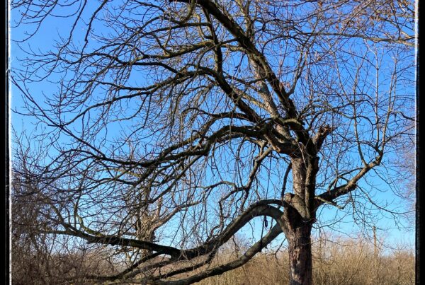 Photo of a large tree whose limbs all reach off to the left as if windswept.