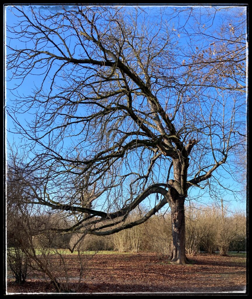 Photo of a large tree whose limbs all reach off to the left as if windswept.